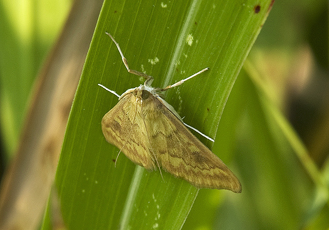 Ostrinia nubilalis